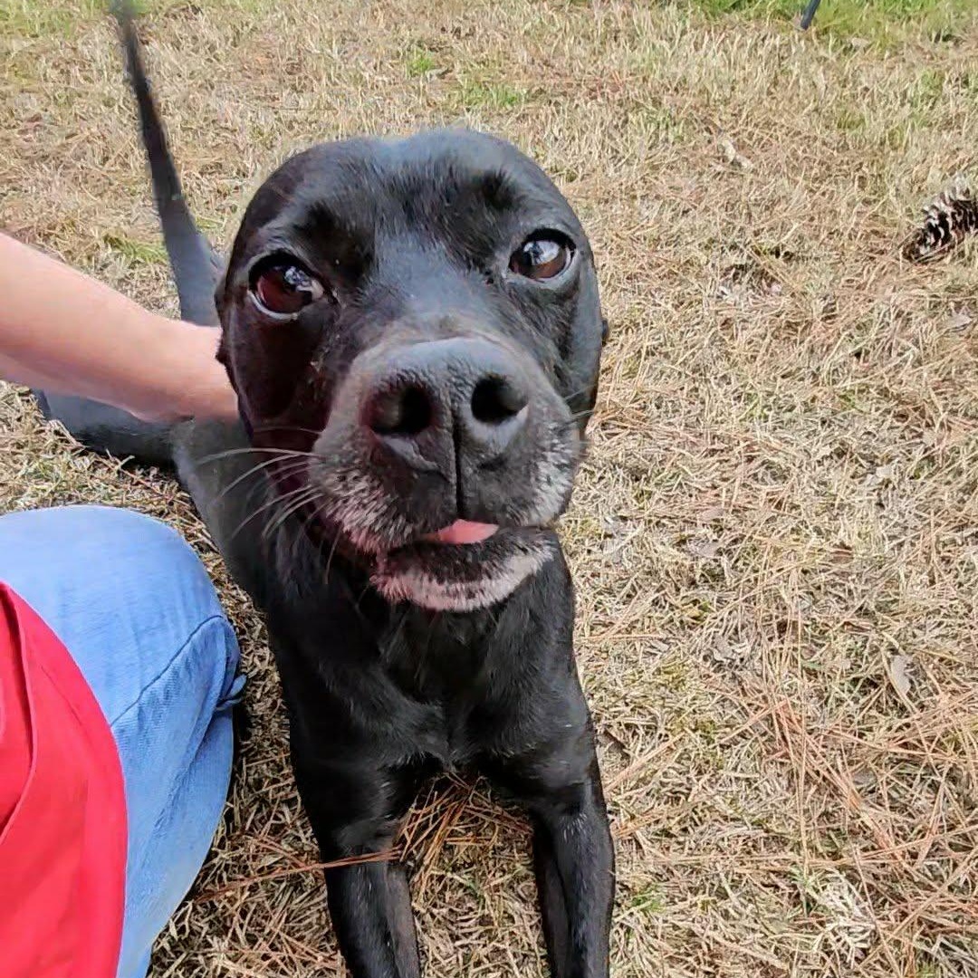 Enlarge Gigi, a ADOPTABLE Mixed Breed in Leesburg, GA image 3/4