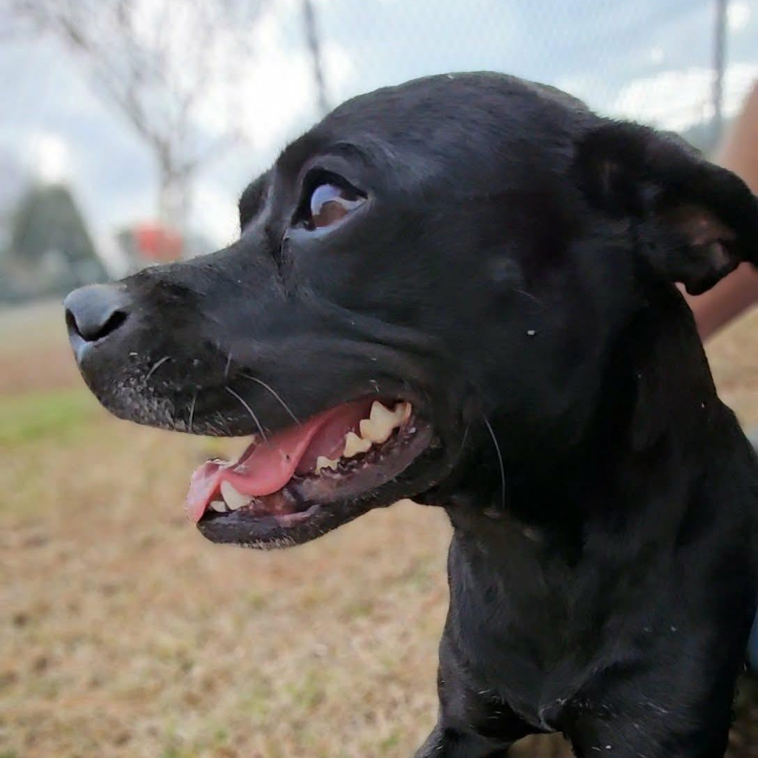 Enlarge Gigi, a ADOPTABLE Mixed Breed in Leesburg, GA image 1/4
