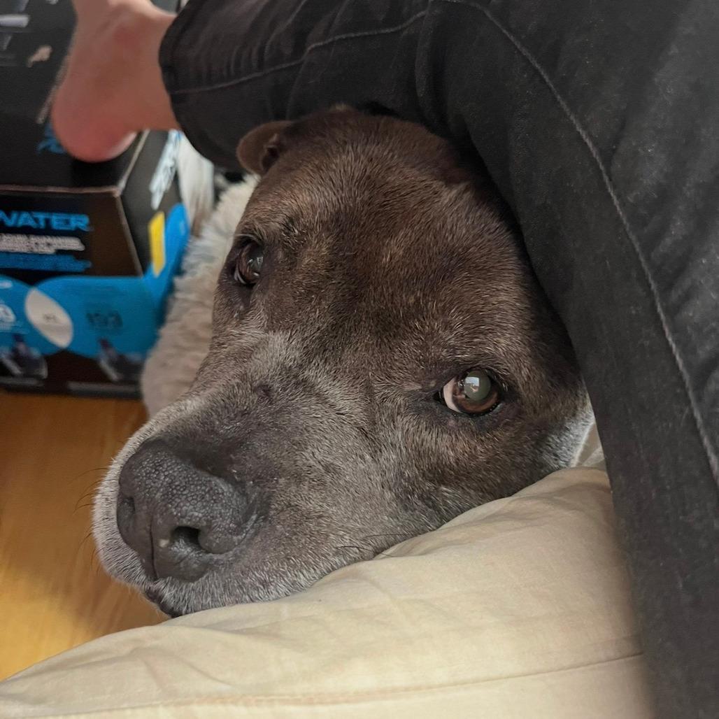 Enlarge Gertie, a Adoptable mixed breed in Durham, NC image 1/6