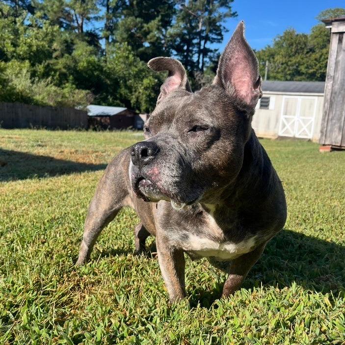 Enlarge Gertie, a Adoptable mixed breed in Durham, NC image 2/6