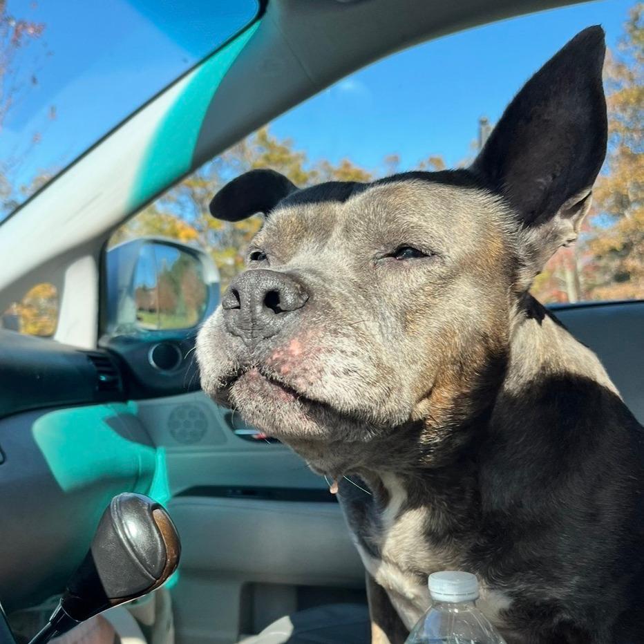 Enlarge Gertie, a Adoptable mixed breed in Durham, NC image 3/6