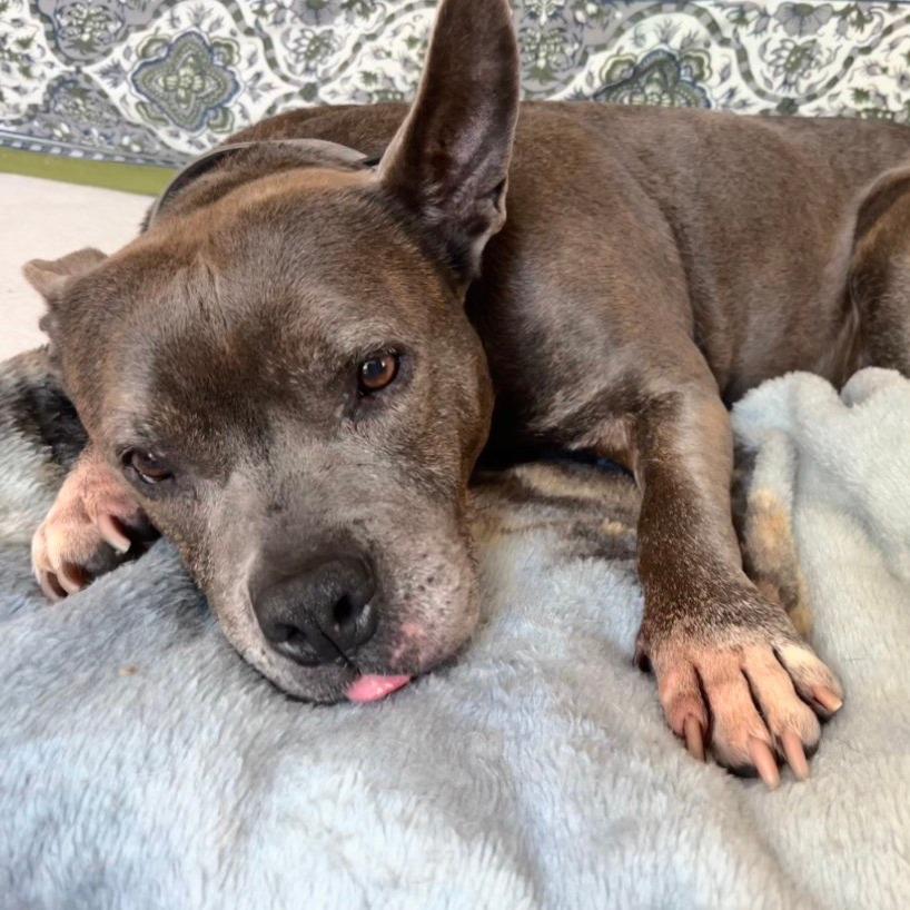 Enlarge Gertie, a Adoptable mixed breed in Durham, NC image 4/6