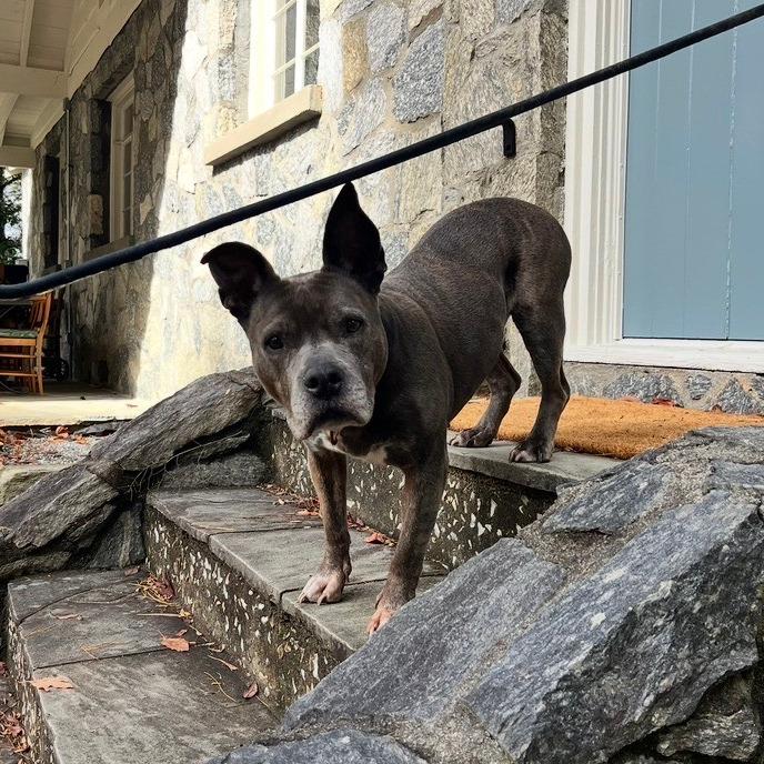 Enlarge Gertie, a Adoptable mixed breed in Durham, NC image 5/6