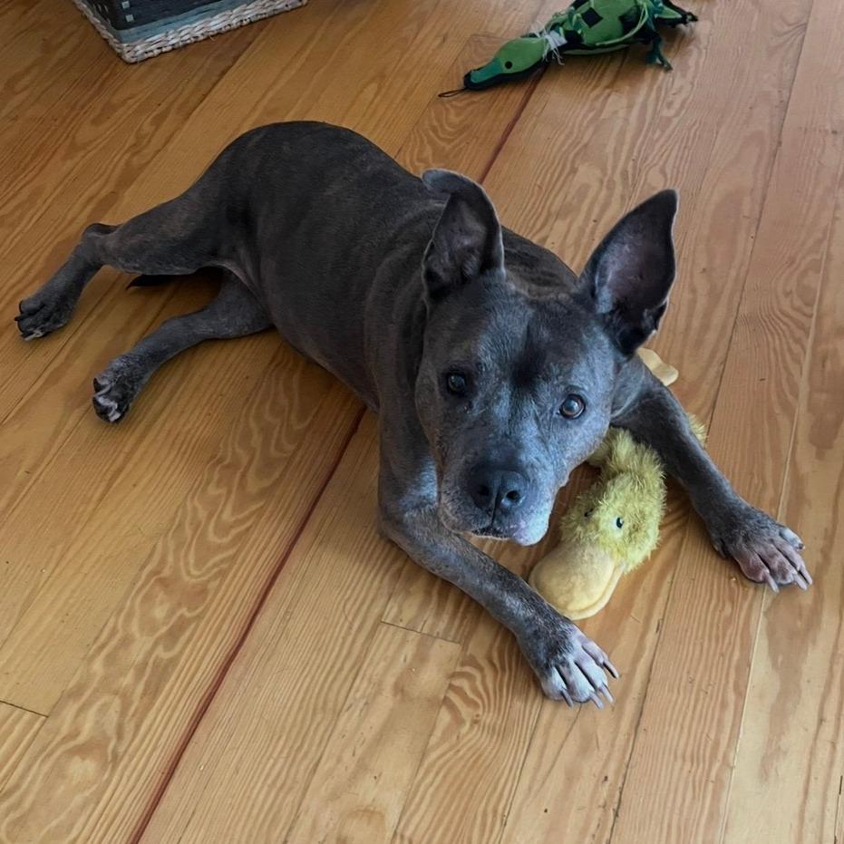 Enlarge Gertie, a Adoptable mixed breed in Durham, NC image 6/6