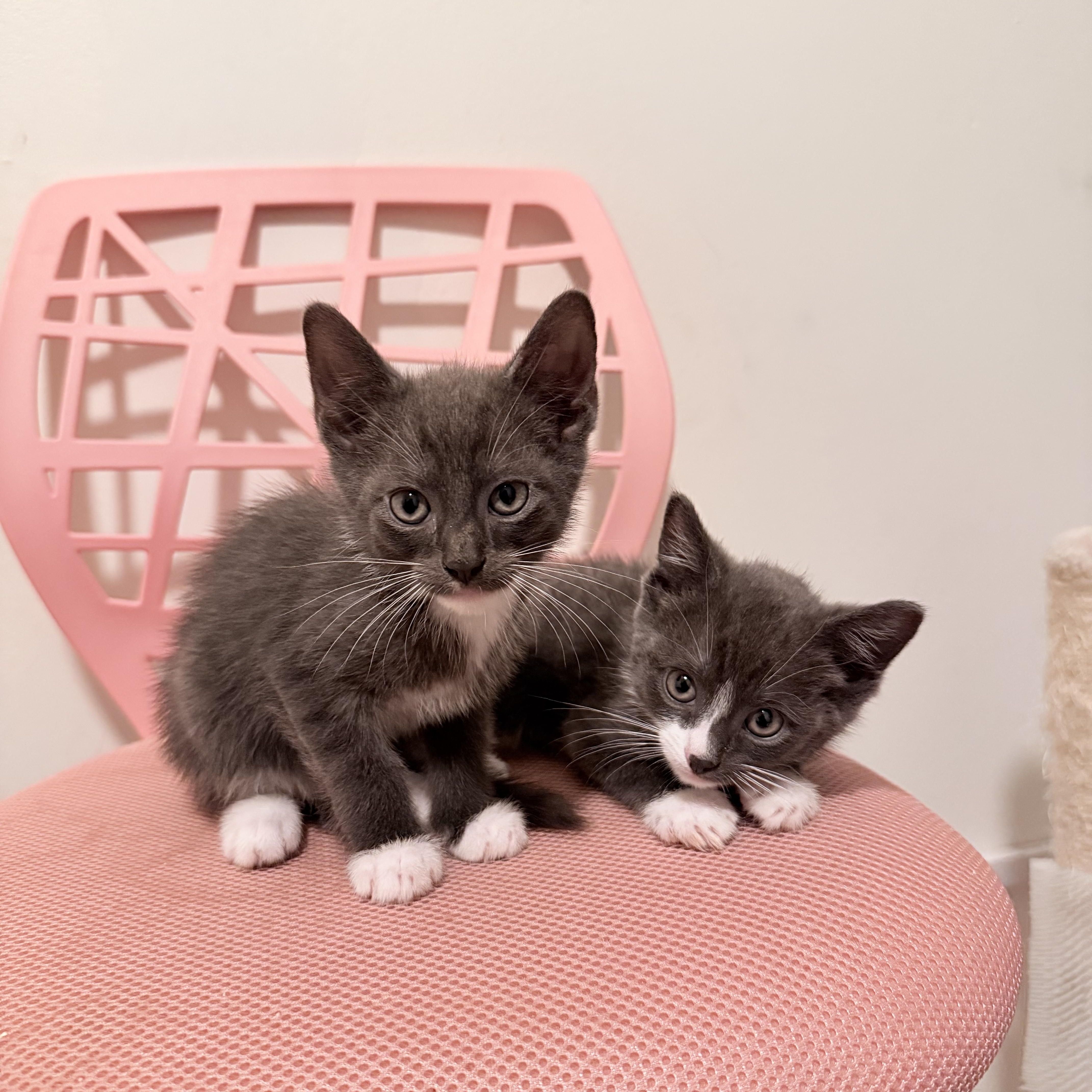 Deacon & Boone, a Adoptable Domestic Short Hair in New York, NY image 2/5