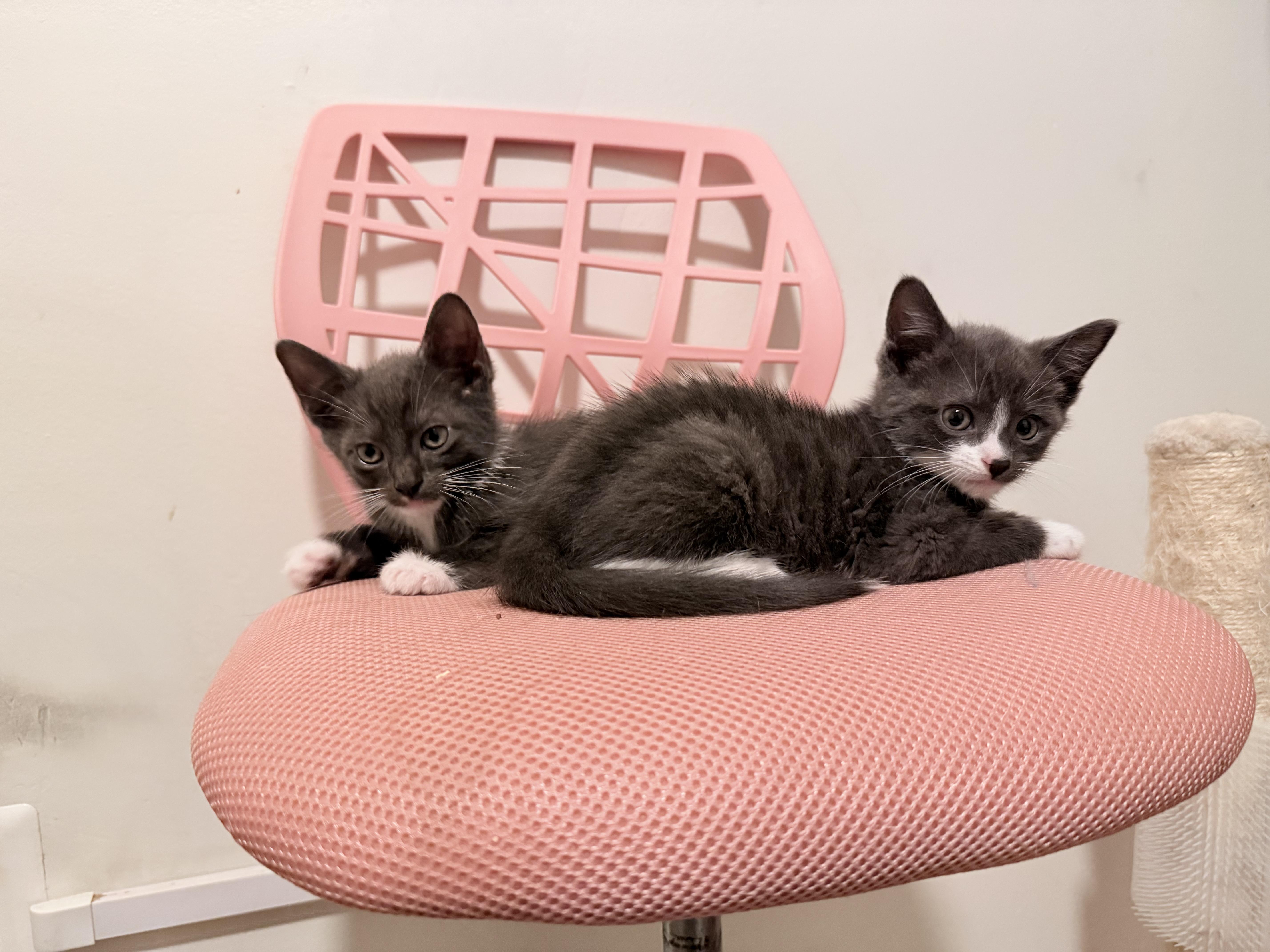 Deacon & Boone, a Adoptable Domestic Short Hair in New York, NY image 3/5