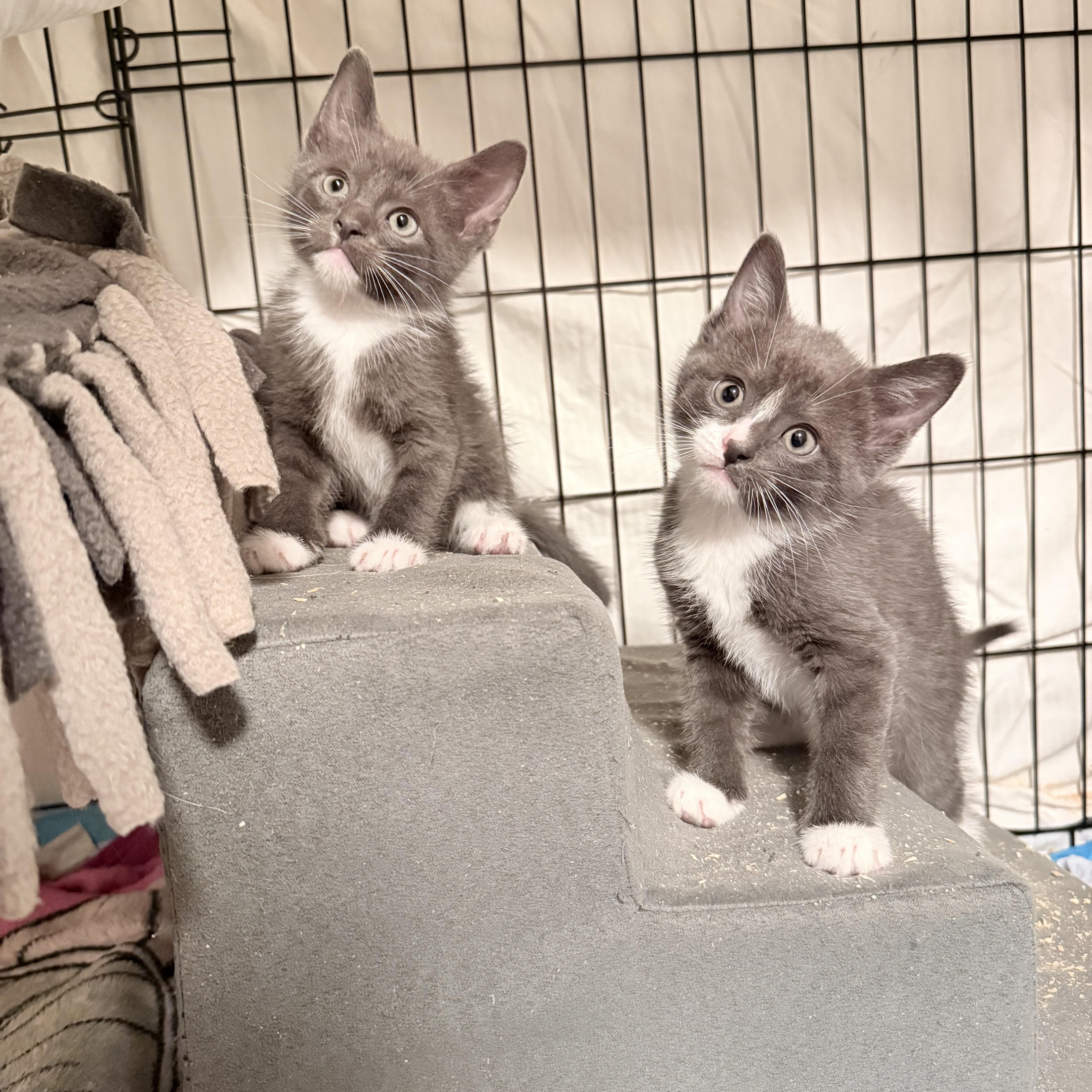 Deacon & Boone, Adoptable, Kitten Male Domestic Short Hair.
