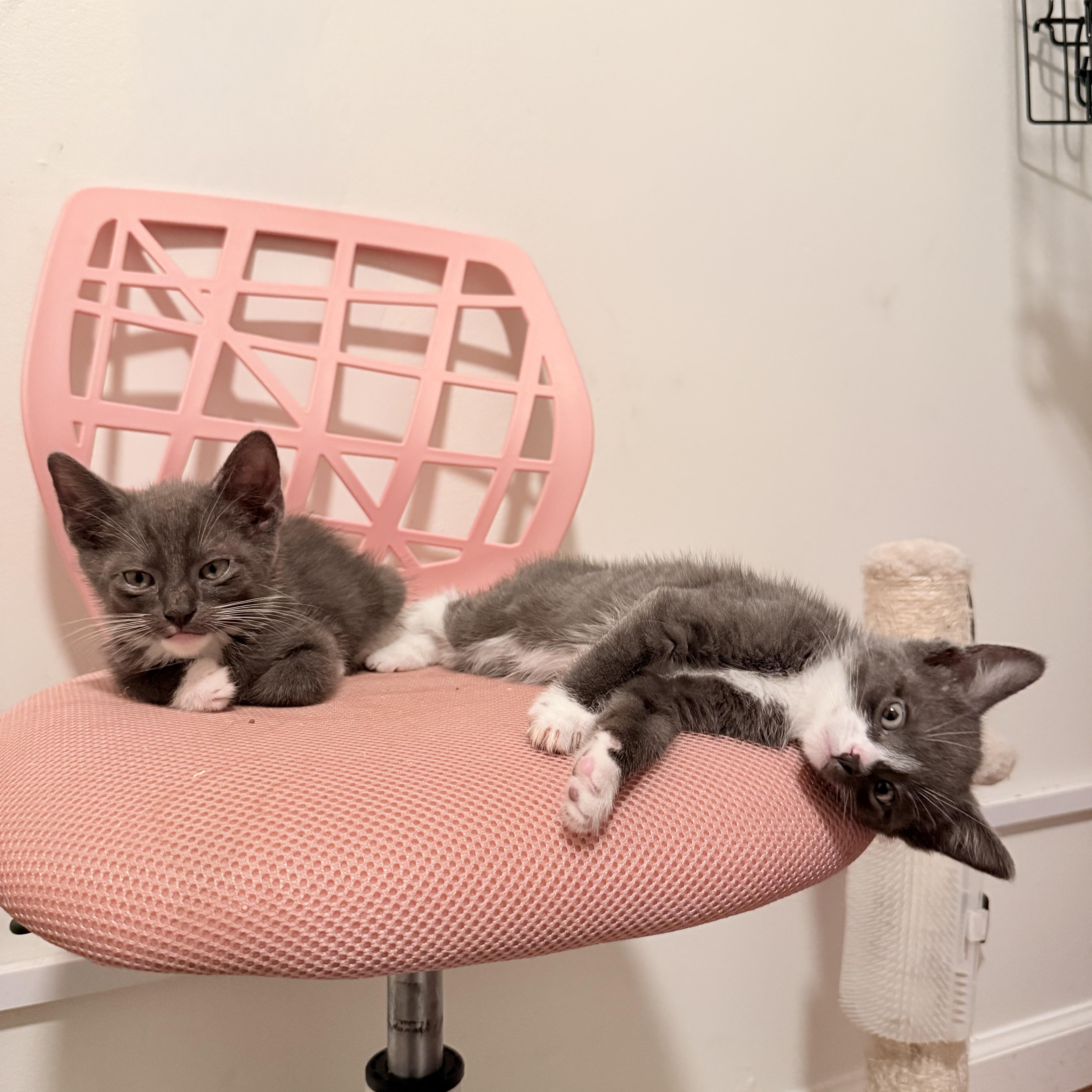 Deacon & Boone, a Adoptable Domestic Short Hair in New York, NY image 4/5