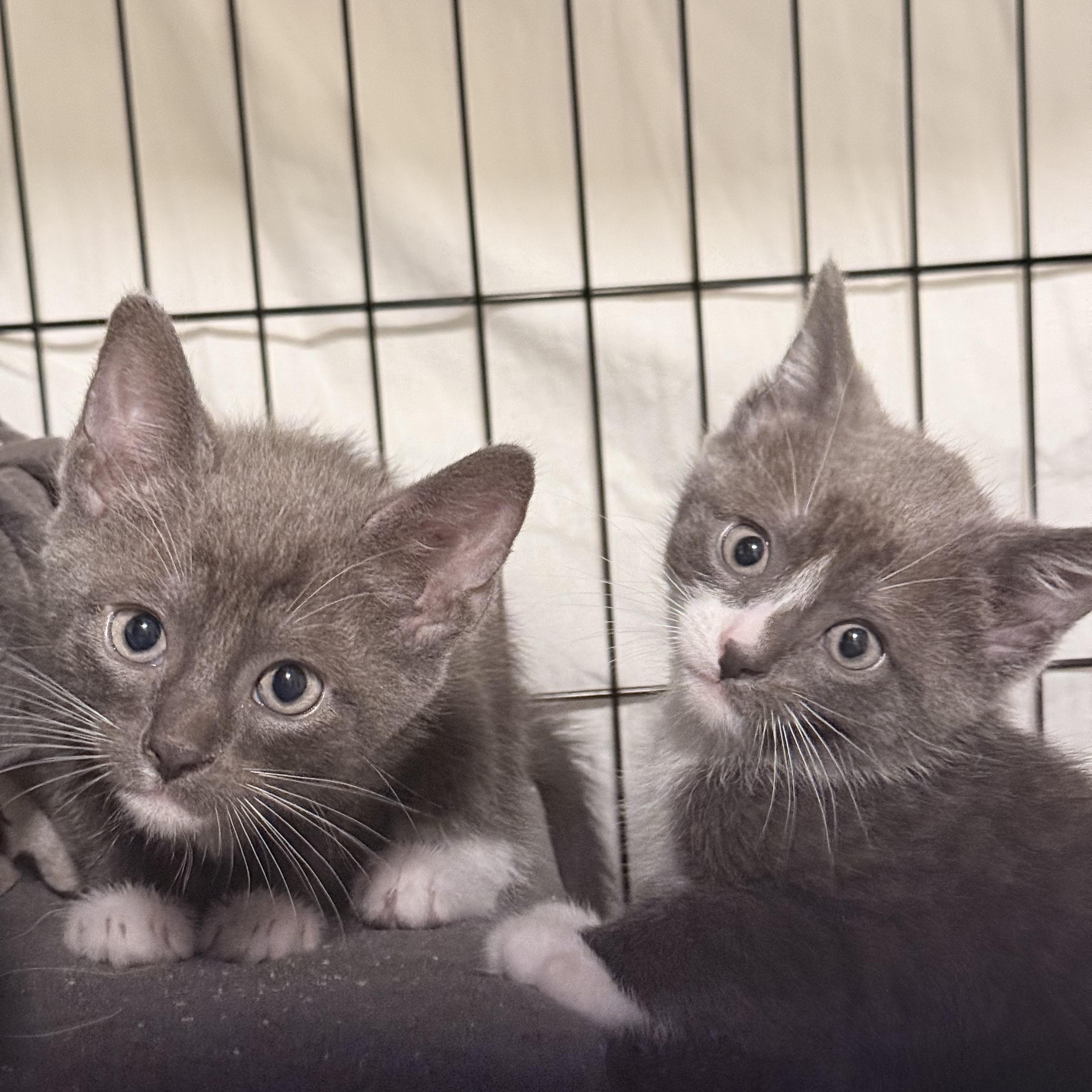 Deacon & Boone, a Adoptable Domestic Short Hair in New York, NY image 5/5