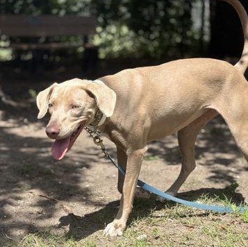 Enlarge PENNY, a Adopted mixed breed in Fernandina Beach, FL image 1/2