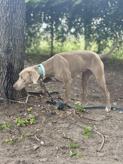 Enlarge PENNY, a Adopted mixed breed in Fernandina Beach, FL image 2/2