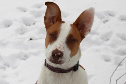 Freya, Adoptable, Adult Female Mixed Breed & Mixed Breed.