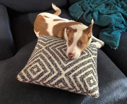 Freya, a Adoptable mixed breed in Kansas City, MO image 1/3