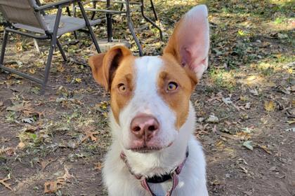 Freya, a Adoptable mixed breed in Kansas City, MO image 3/3