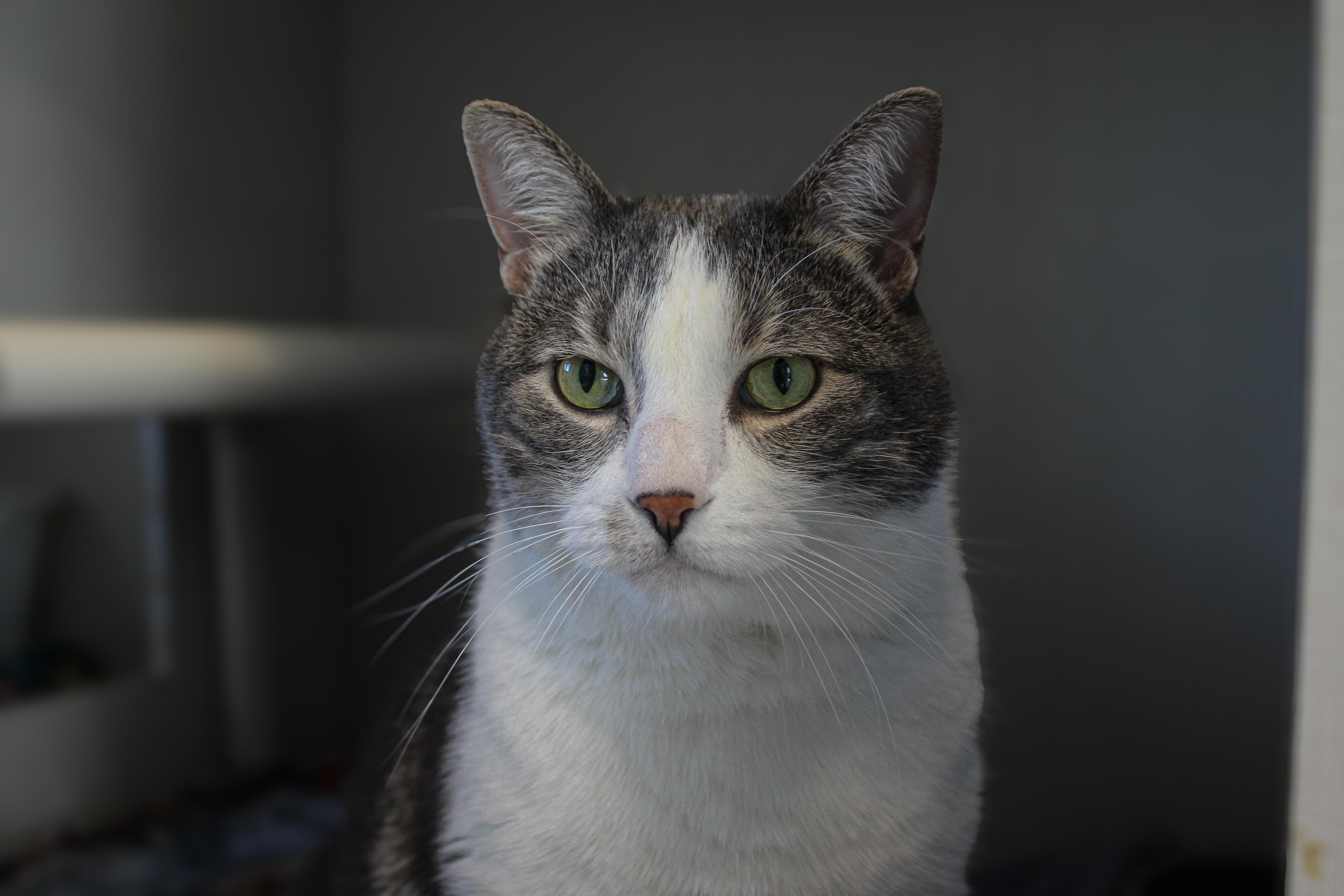 Enlarge Cannoli, an adopted Domestic Short Hair in Hutchinson, MN image 1/4