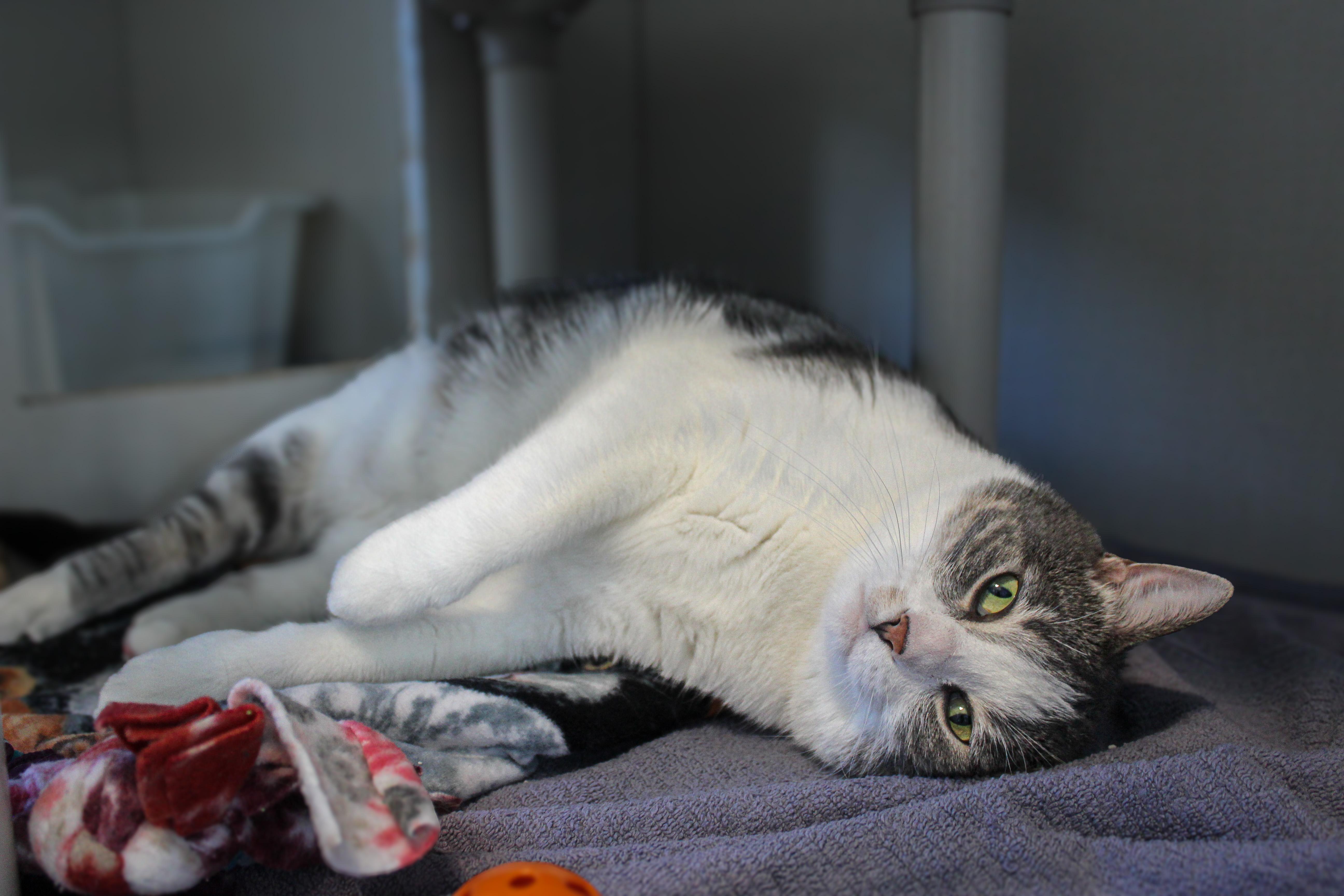 Enlarge Cannoli, an adopted Domestic Short Hair in Hutchinson, MN image 3/4