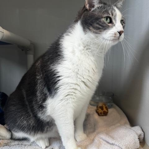 Enlarge Cannoli, an adopted Domestic Short Hair in Hutchinson, MN image 4/4