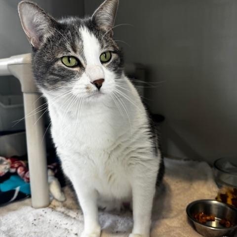 Enlarge Cannoli, an adopted Domestic Short Hair in Hutchinson, MN image 2/4