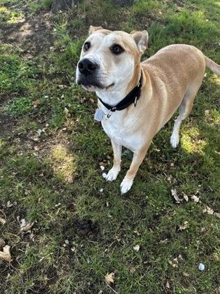 Pine, ADOPTABLE, Adult Female Mixed Breed.