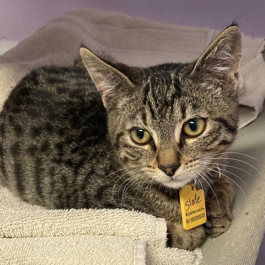 Slate - Loving Little Guy, ADOPTABLE, Kitten Male Tabby.