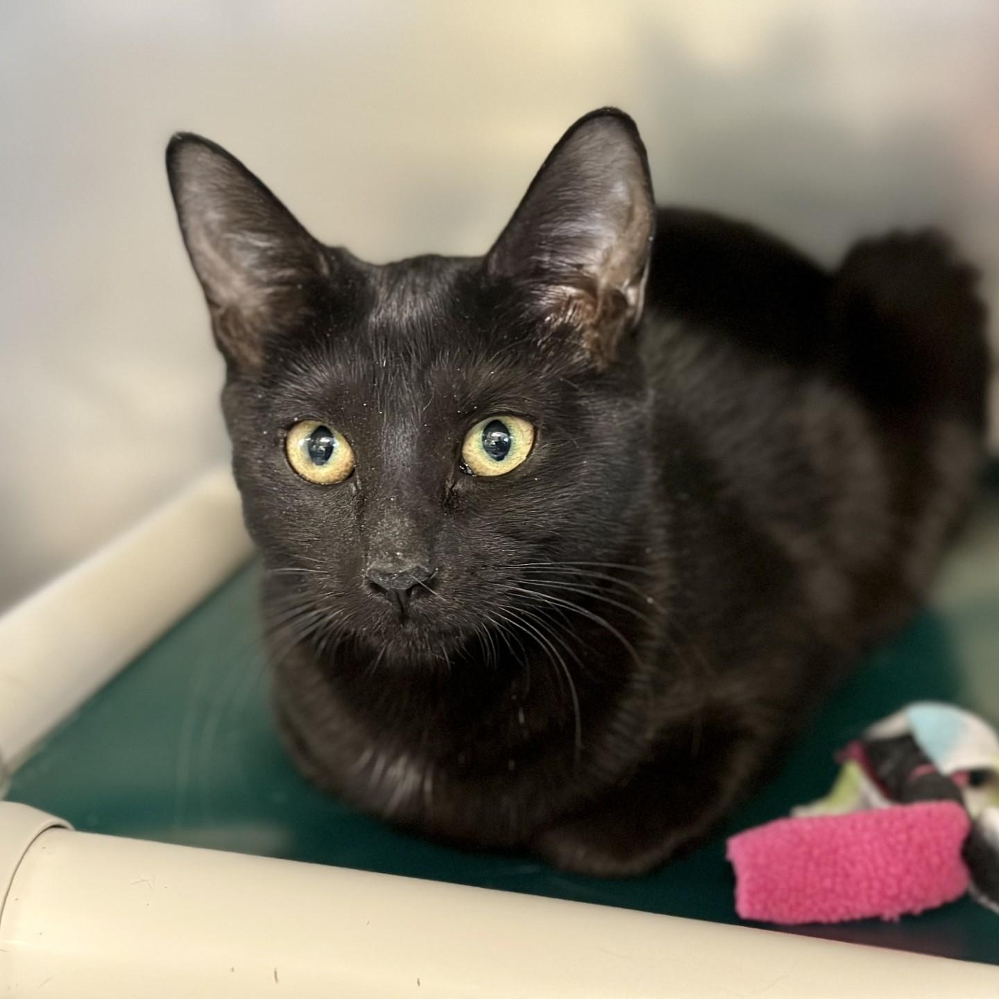 Atlas, a Adoptable Domestic Short Hair in Jackson, NJ image 1/2
