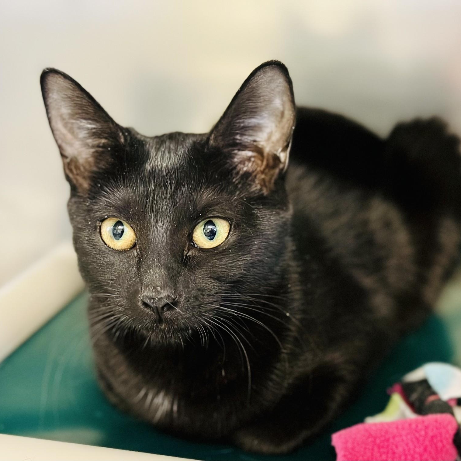 Atlas, a Adoptable Domestic Short Hair in Jackson, NJ image 2/2