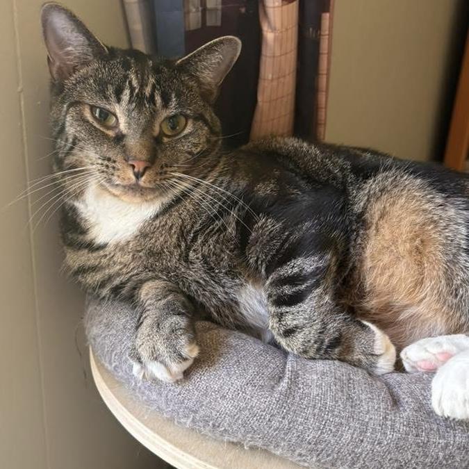 TAVEN bonded with ZAZZY, a Adoptable Domestic Short Hair in Delhi, ON image 4/5
