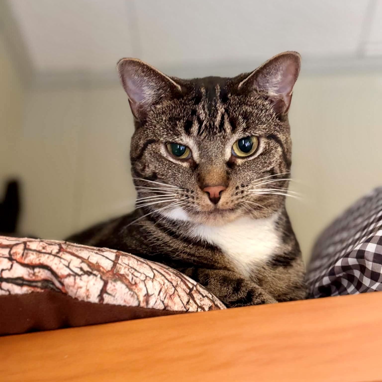 TAVEN bonded with ZAZZY, Adoptable, Young Male Domestic Short Hair.