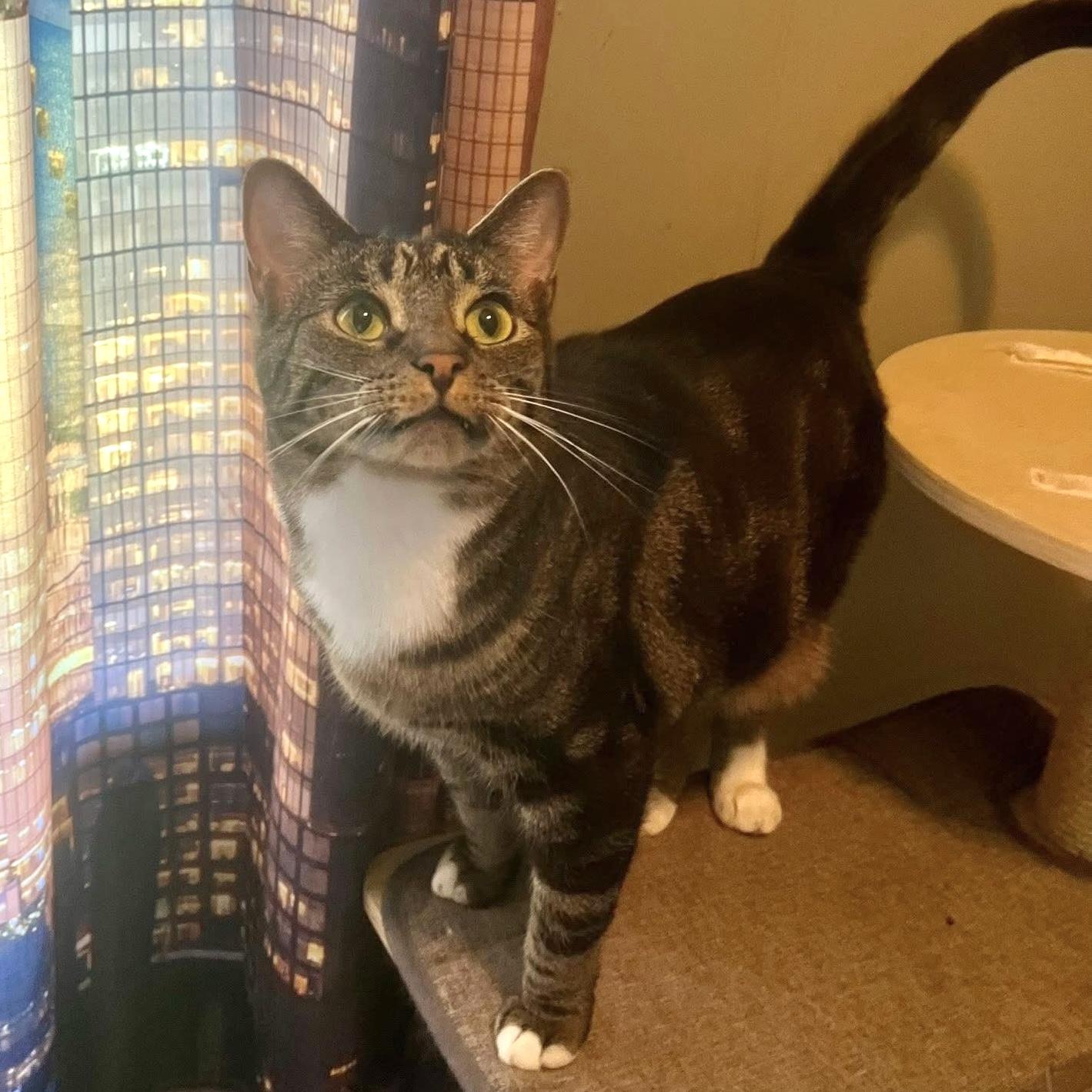 TAVEN bonded with ZAZZY, a Adoptable Domestic Short Hair in Delhi, ON image 2/5