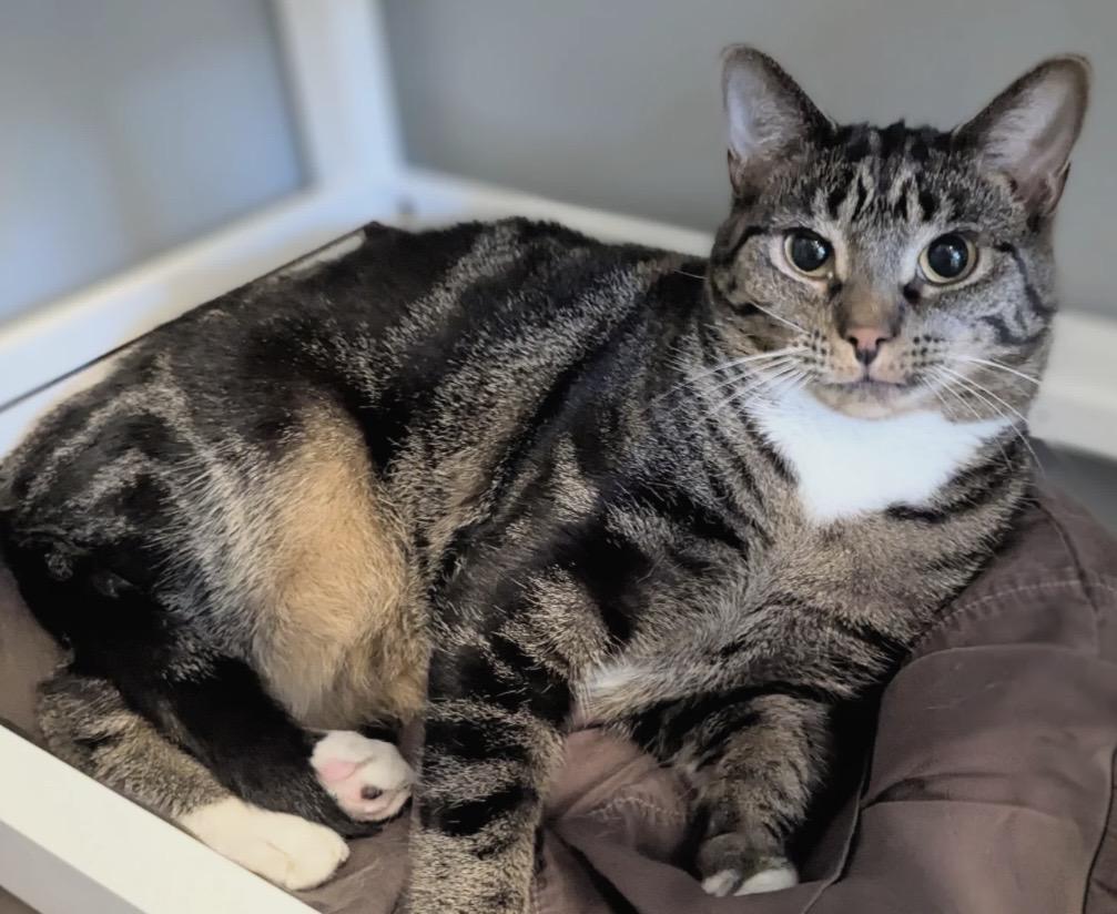 TAVEN bonded with ZAZZY, a Adoptable Domestic Short Hair in Delhi, ON image 3/5