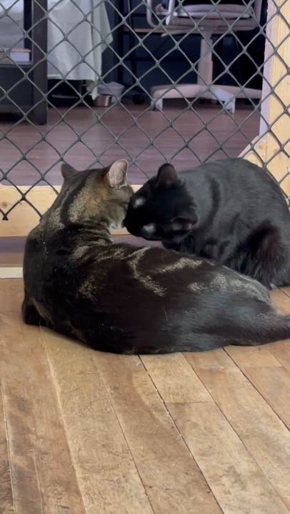 Enlarge TAVEN bonded with ZAZZY, a Adoptable Domestic Short Hair in Delhi, ON video 5/5