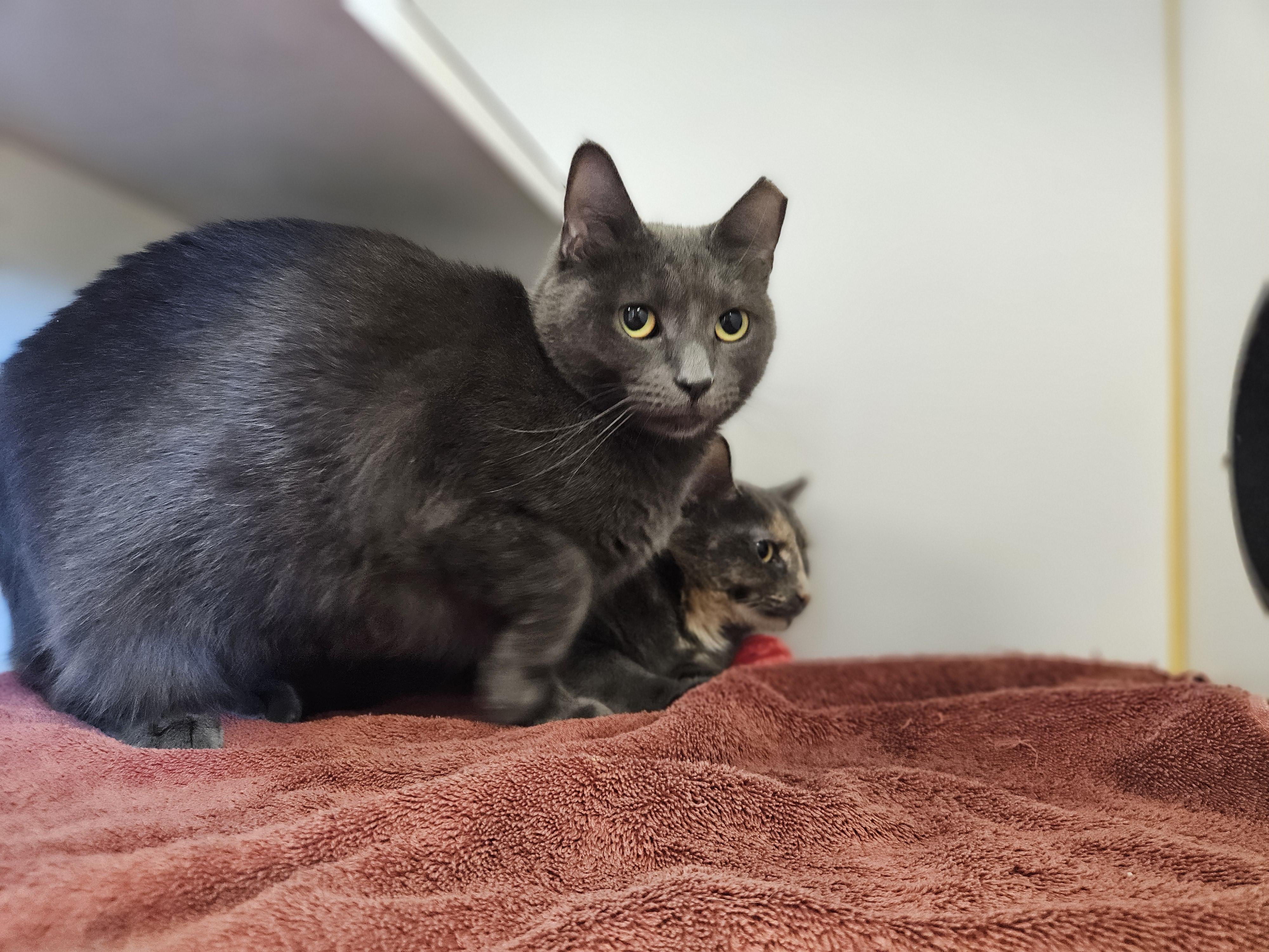 Shaina and Juniper, a Adoptable Domestic Short Hair in Bloomfield, CT image 2/4