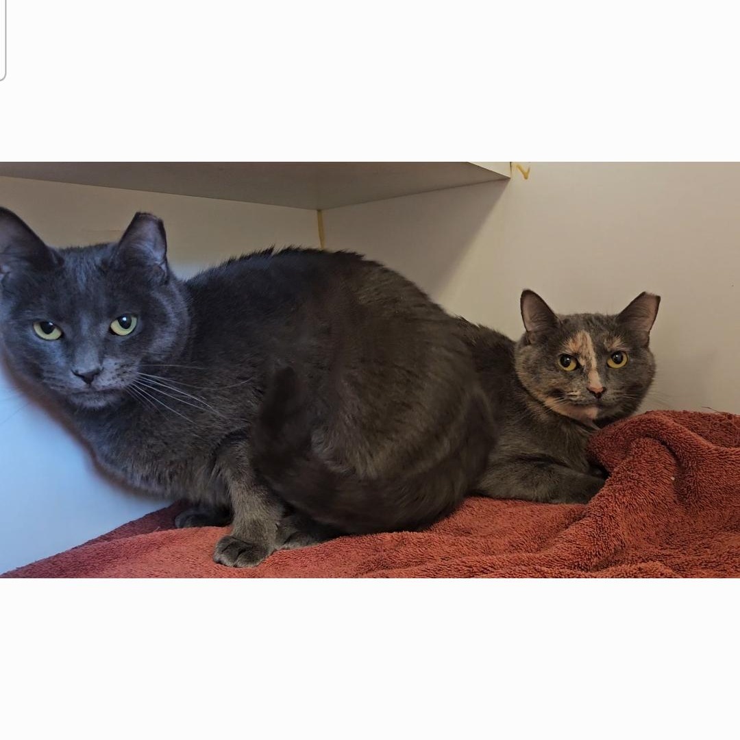 Shaina and Juniper, a Adoptable Domestic Short Hair in Bloomfield, CT image 1/4
