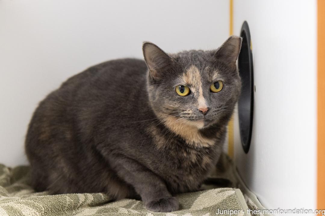 Enlarge Shaina and Juniper, a Adoptable Domestic Short Hair in Bloomfield, CT image 4/5