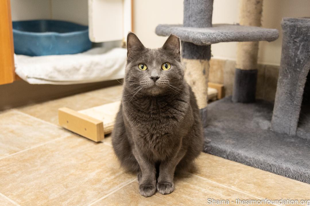 Enlarge Shaina and Juniper, a Adoptable Domestic Short Hair in Bloomfield, CT image 1/5