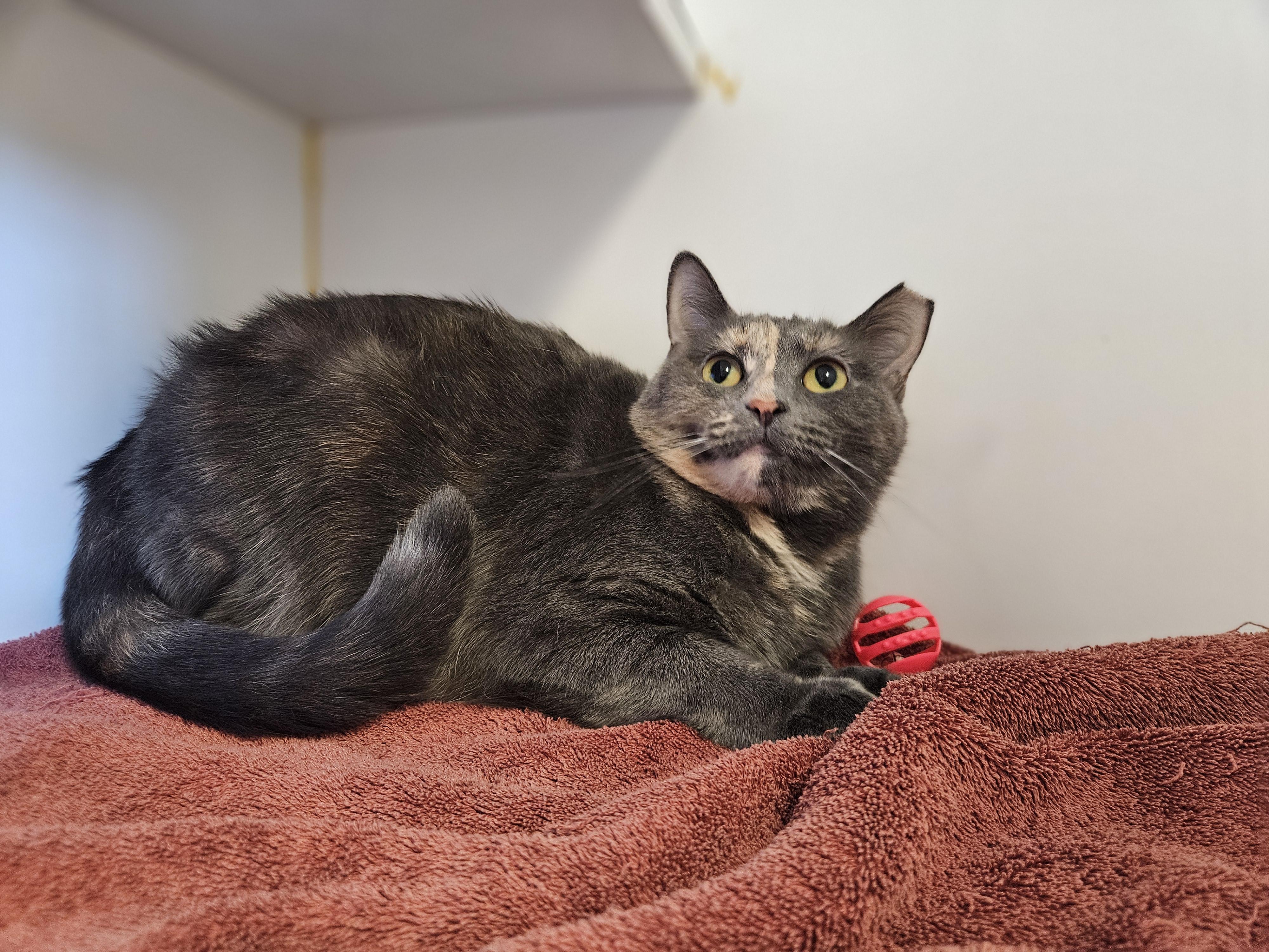 Shaina and Juniper, a Adoptable Domestic Short Hair in Bloomfield, CT image 3/4