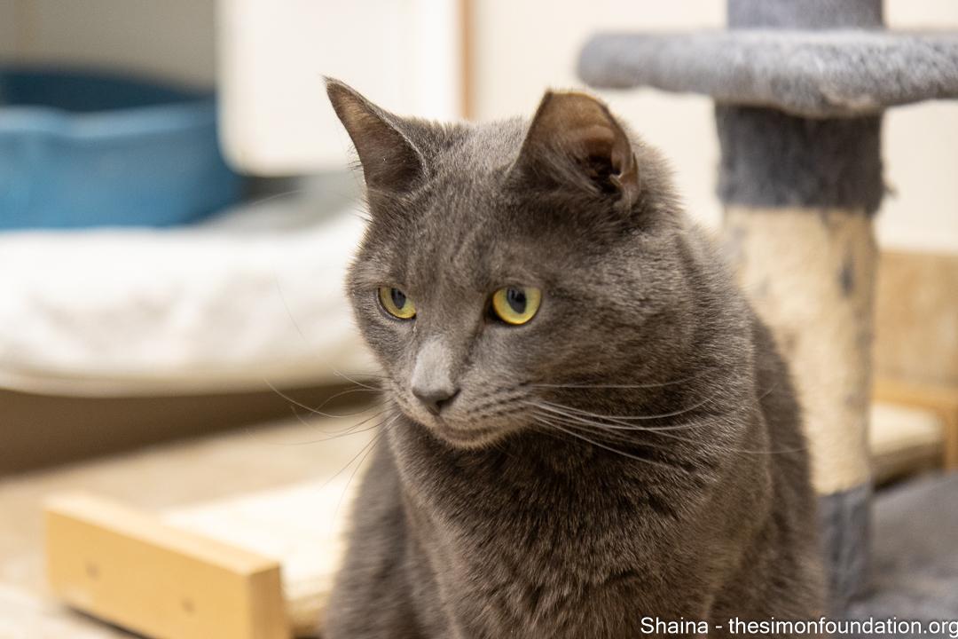Enlarge Shaina and Juniper, a Adoptable Domestic Short Hair in Bloomfield, CT image 3/5