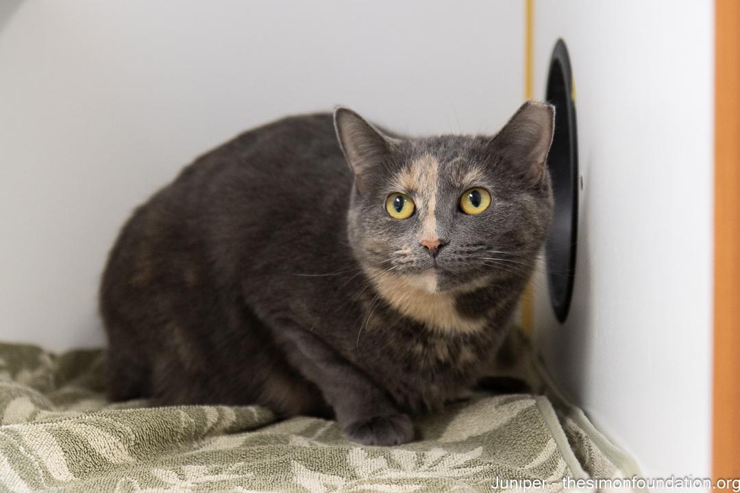 Enlarge Shaina and Juniper, a Adoptable Domestic Short Hair in Bloomfield, CT image 5/5