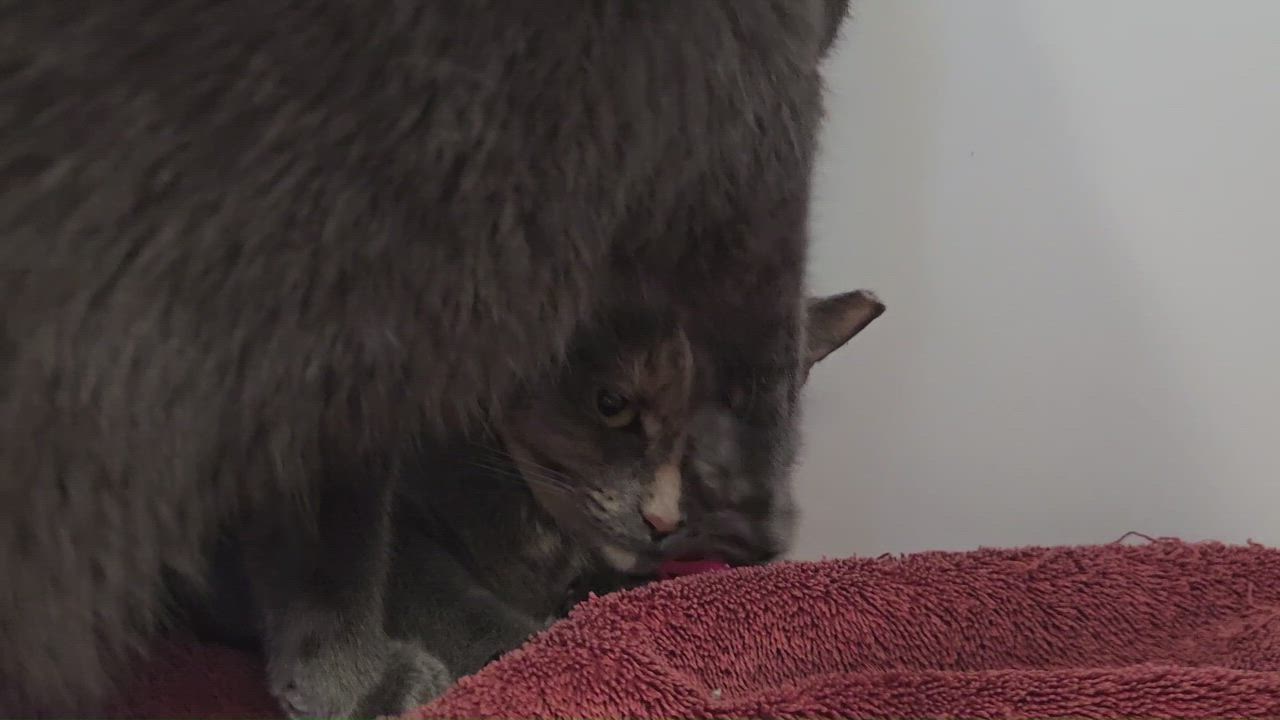 Enlarge Shaina and Juniper, a Adoptable Domestic Short Hair in Bloomfield, CT video 4/4