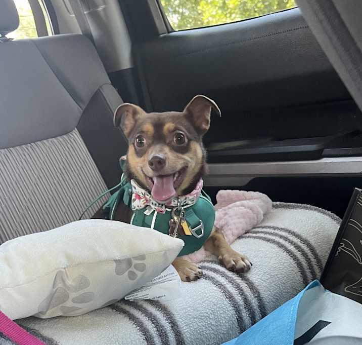 Enlarge Fudge, a Adoptable Chihuahua in Inez, TX image 3/4