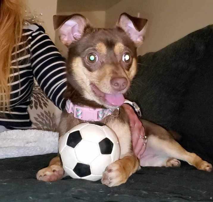Enlarge Fudge, a Adoptable Chihuahua in Inez, TX image 4/4