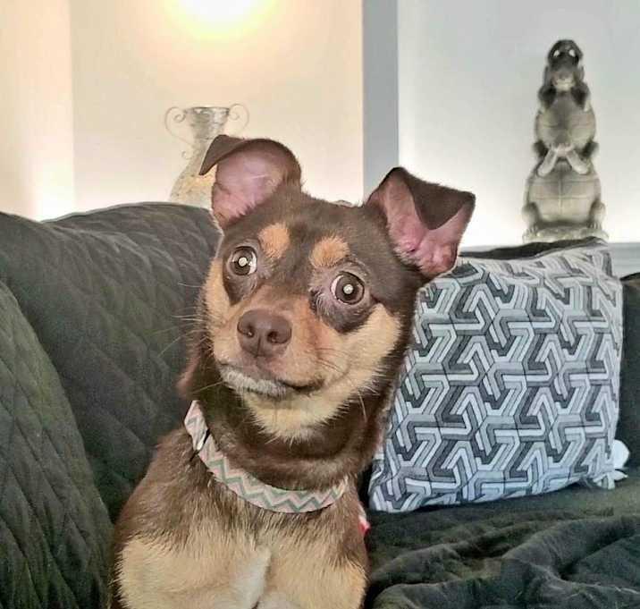 Fudge, Adoptable, Young Female Chihuahua.