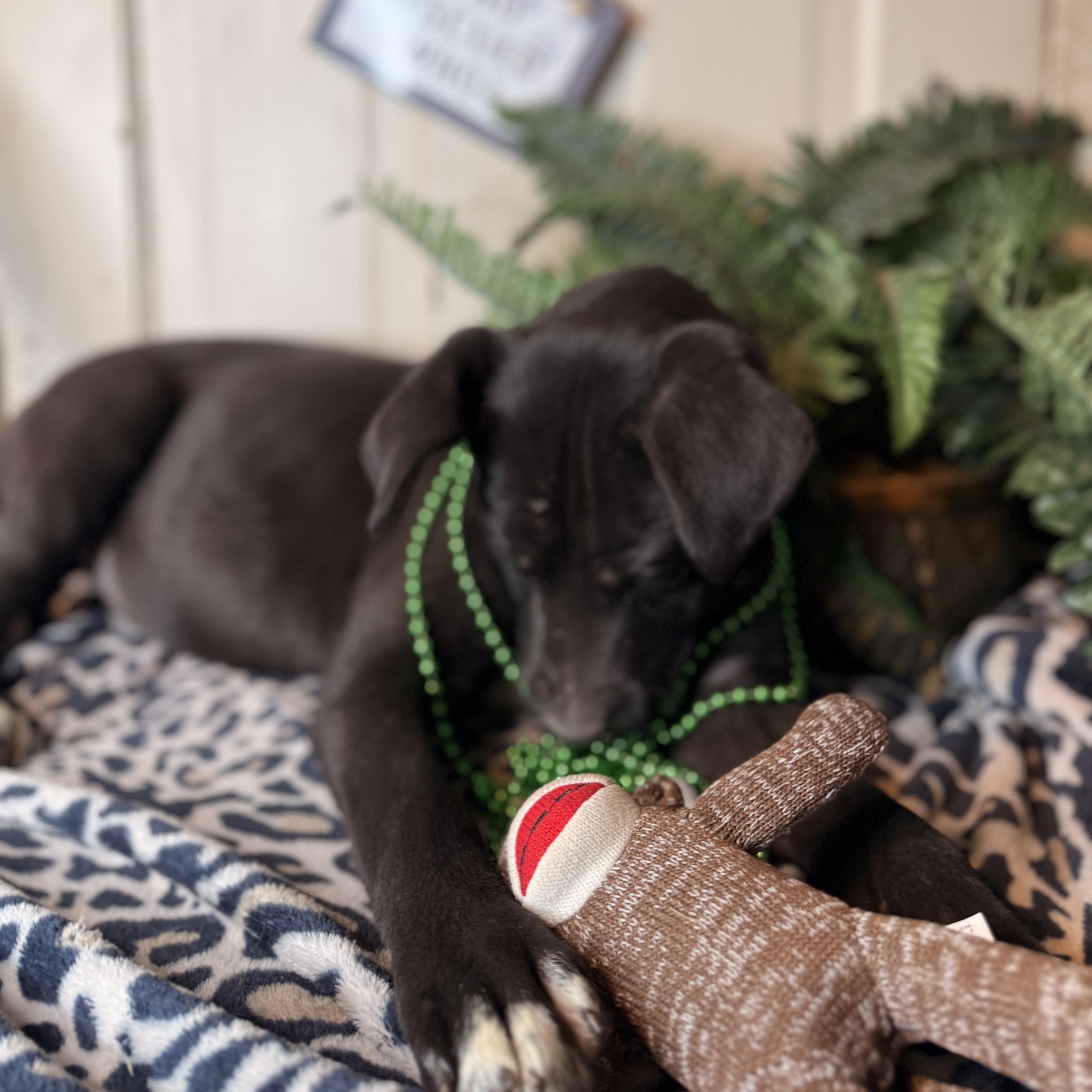 Enlarge Anita $150 adoption fee (sponsored), a Adoptable mixed breed in Davenport, IA image 5/6