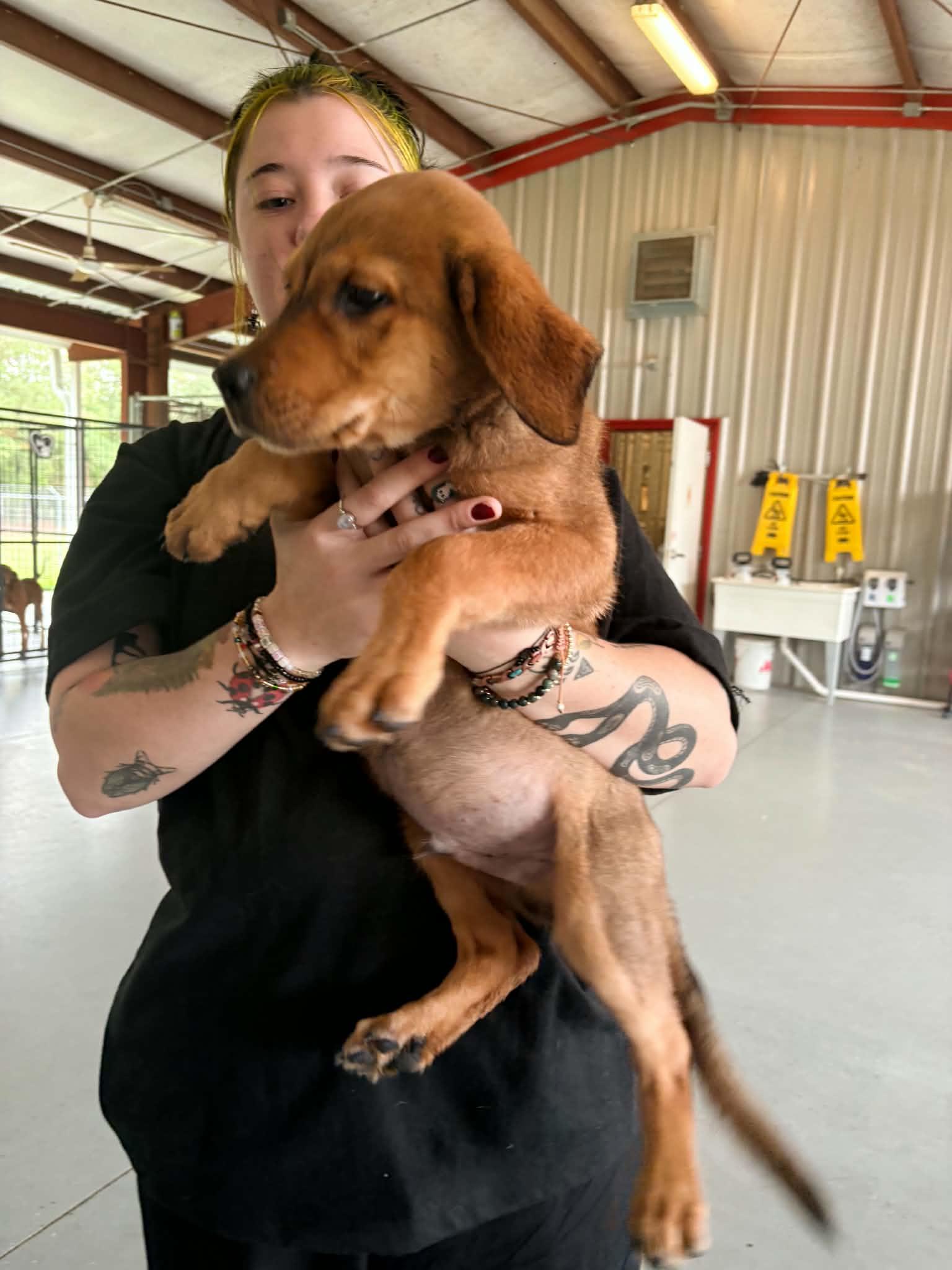 Enlarge Stimpy, a Adoptable mixed breed in Bishopville, SC image 1/1