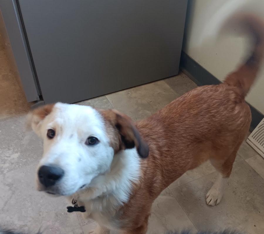 Kai, Adoptable, Young Male Border Collie.