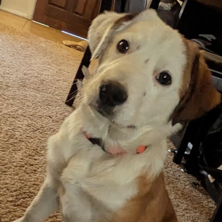 Enlarge Kai, a Adoptable mixed breed in Lakewood, CO image 4/6