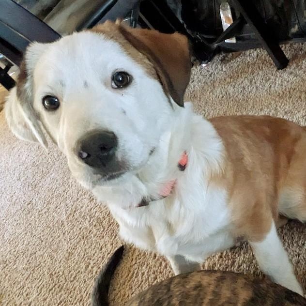 Enlarge Kai, a Adoptable mixed breed in Lakewood, CO image 6/6