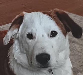 Enlarge Kai, a Adoptable mixed breed in Lakewood, CO image 2/6