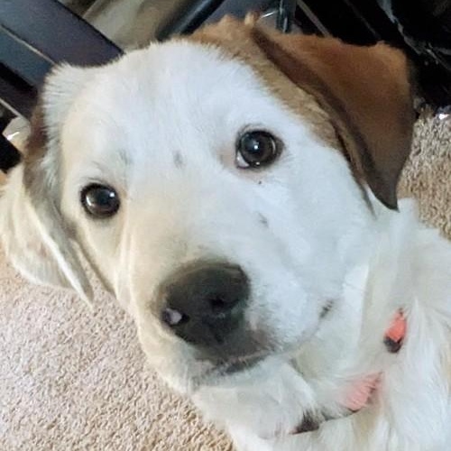 Enlarge Kai, a Adoptable mixed breed in Lakewood, CO image 5/6