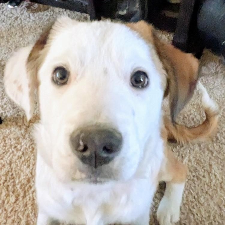 Enlarge Kai, a Adoptable mixed breed in Lakewood, CO image 3/6